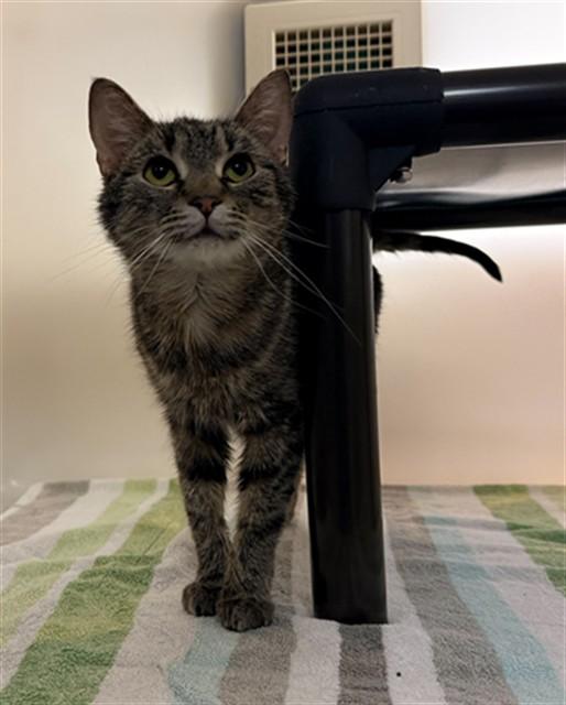 MATILDA, Adoptable, Young Female Domestic Short Hair.