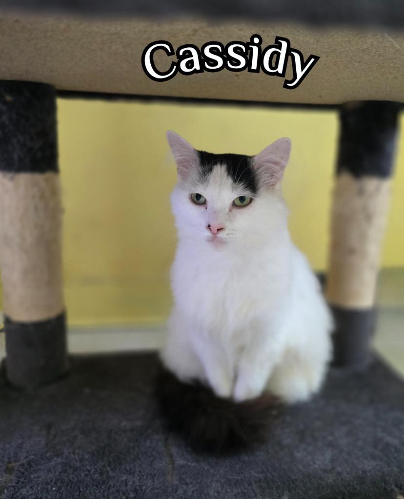 Enlarge Cassidy, a Adoptable mixed breed in Port Clinton, OH image 1/6
