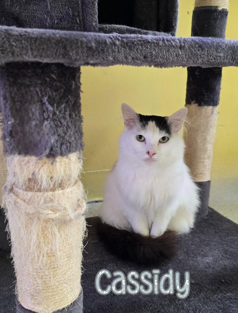 Enlarge Cassidy, a Adoptable mixed breed in Port Clinton, OH image 2/6