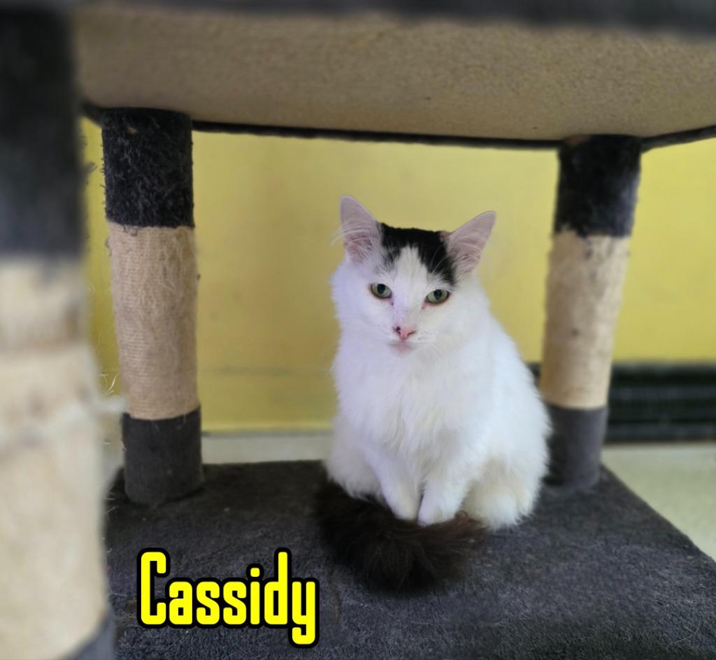 Enlarge Cassidy, a Adoptable mixed breed in Port Clinton, OH image 3/6