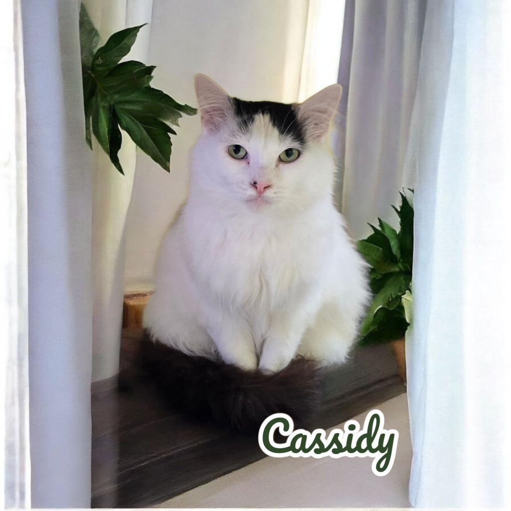 Enlarge Cassidy, a Adoptable mixed breed in Port Clinton, OH image 4/6