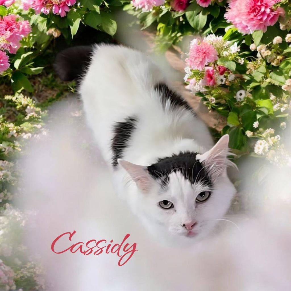 Enlarge Cassidy, a Adoptable mixed breed in Port Clinton, OH image 4/6