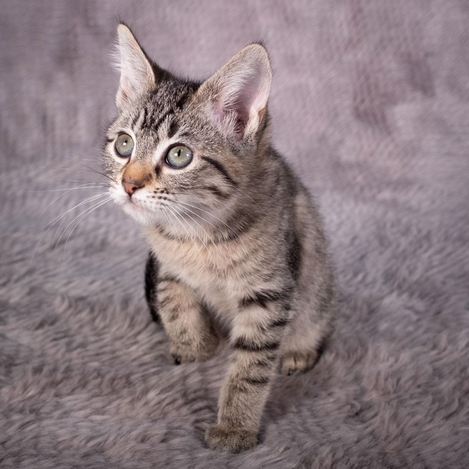 Enlarge Skywalker - Andrea foster, a Adoptable Domestic Short Hair in Social Circle, GA image 1/3