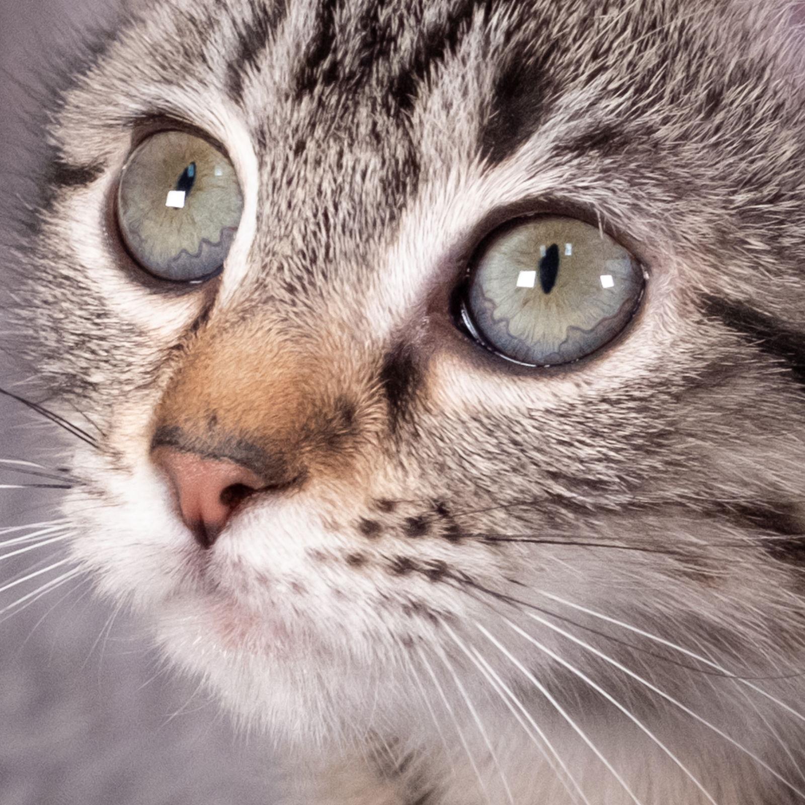 Enlarge Skywalker - Andrea foster, a Adoptable Domestic Short Hair in Social Circle, GA image 2/3