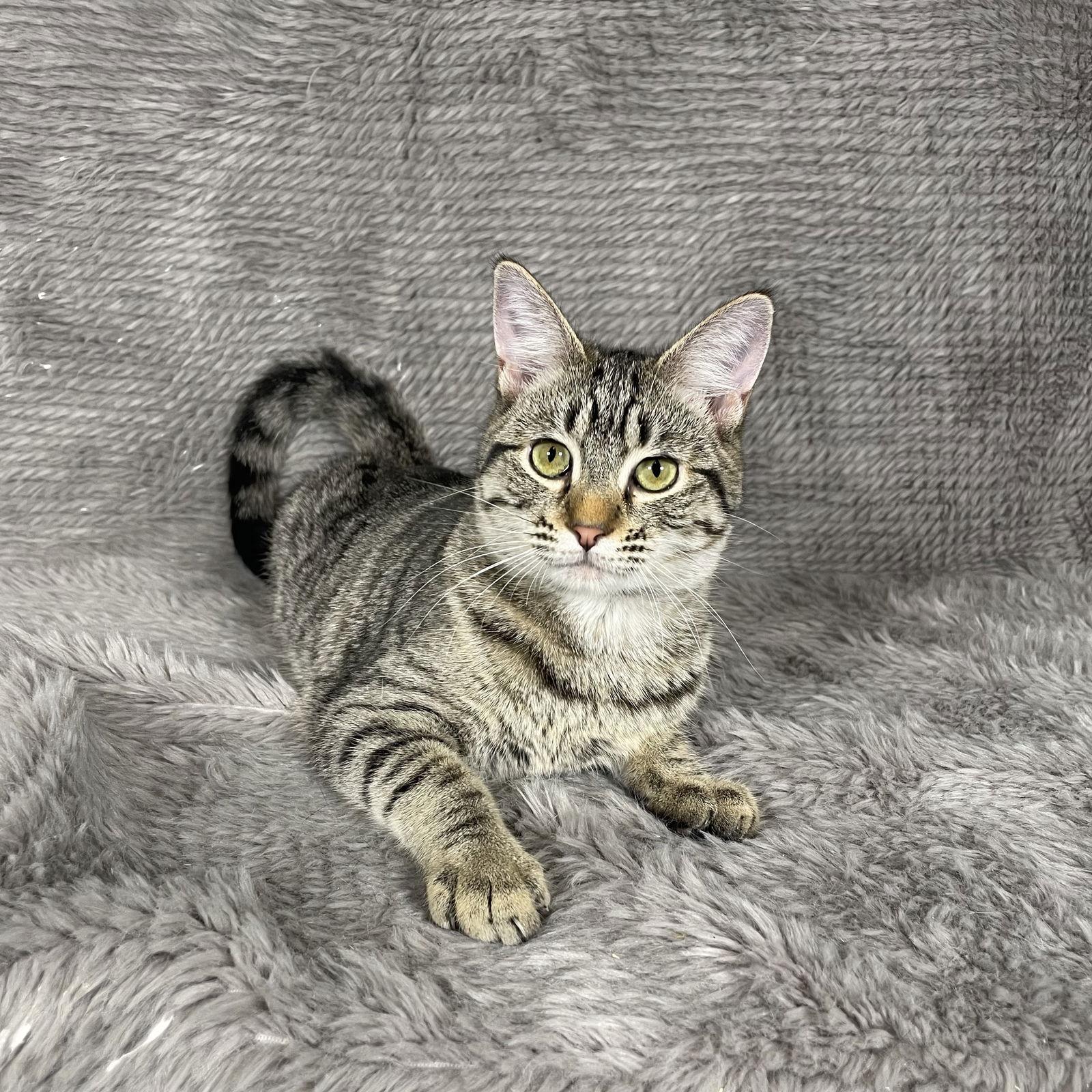 Skywalker - Andrea foster, Adoptable, Young Female Domestic Short Hair.