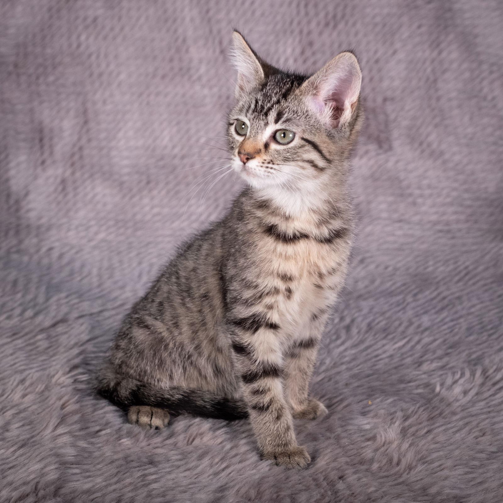 Enlarge Skywalker - Andrea foster, a Adoptable Domestic Short Hair in Social Circle, GA image 3/3