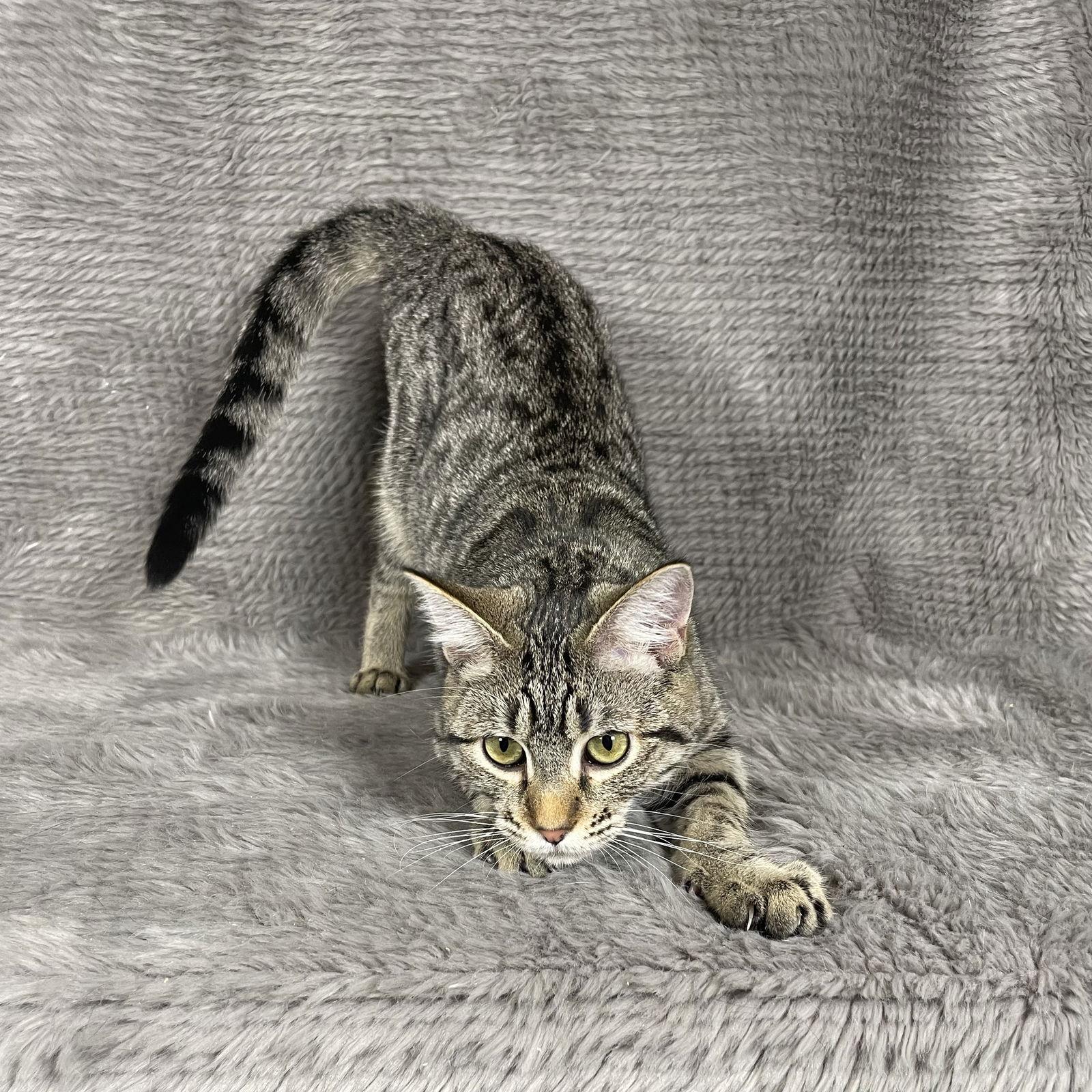 Enlarge Skywalker - Andrea foster, a Adoptable Domestic Short Hair in Social Circle, GA image 2/3