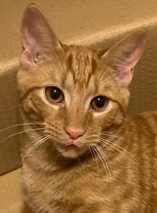o, ADOPTABLE, Kitten Male Domestic Short Hair.
