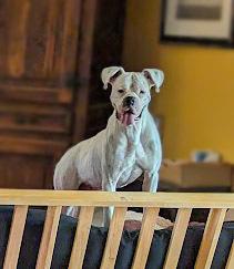 Casper, Adoptable, Adult Male Boxer.