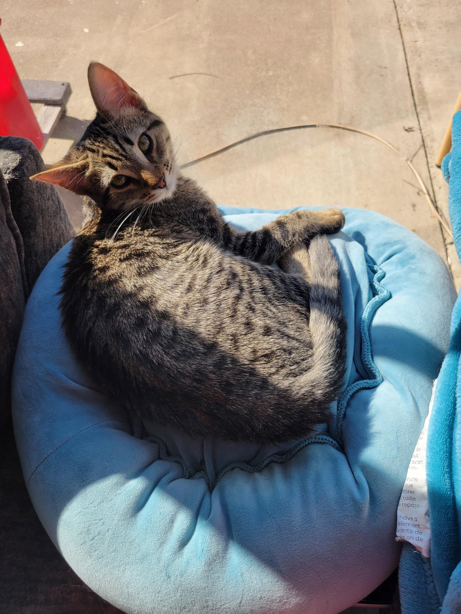 Finch, Adoptable, Young Female Domestic Short Hair.