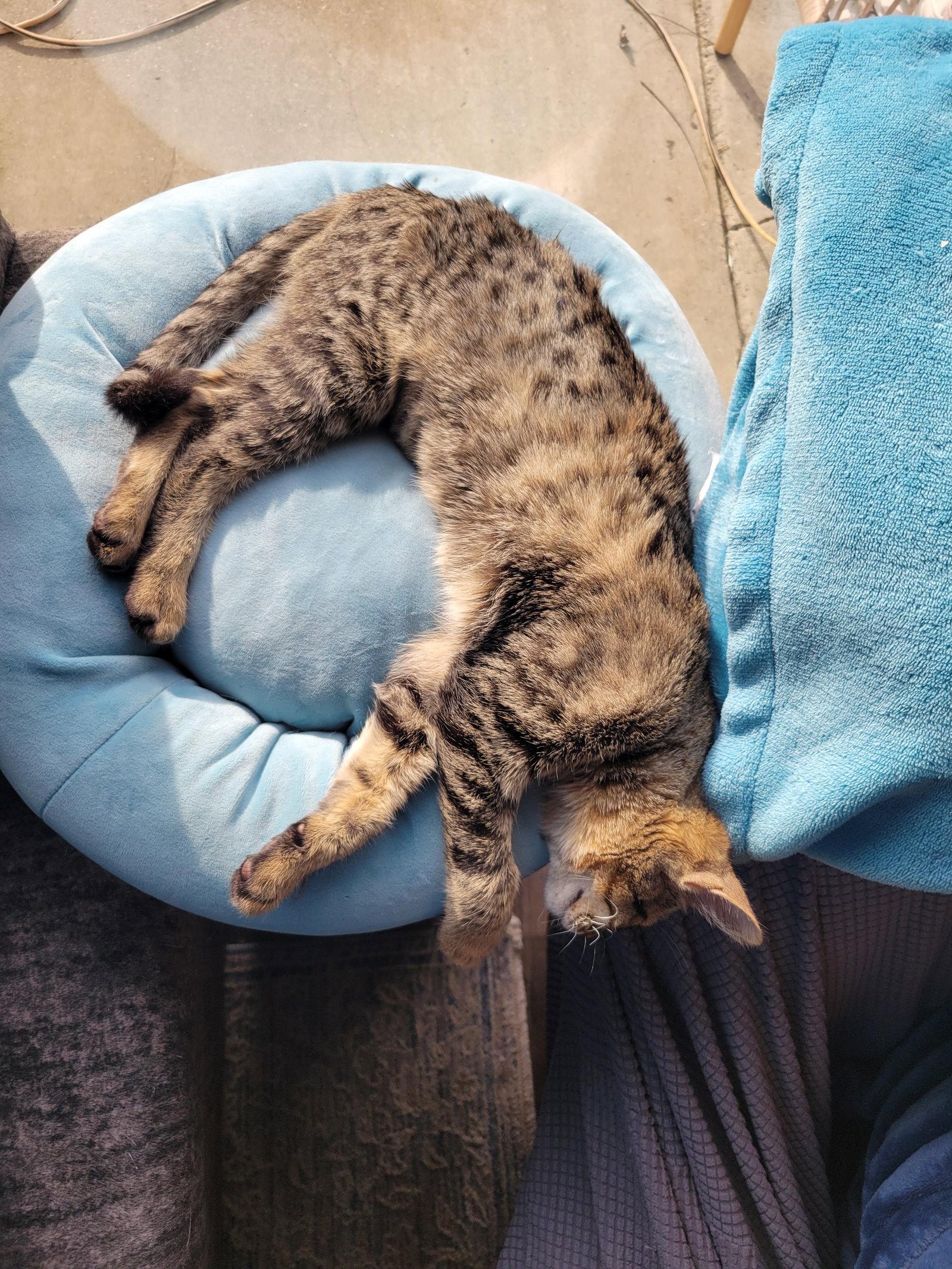 Enlarge Finch, a Adoptable Domestic Short Hair in Davis, CA image 2/3