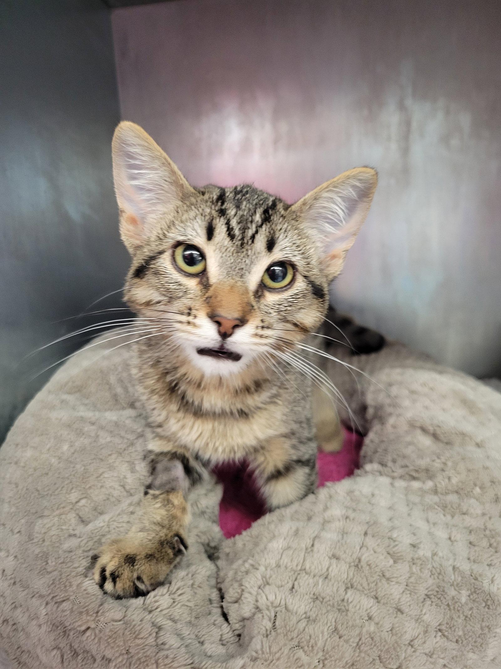 Enlarge Finch, a Adoptable Domestic Short Hair in Davis, CA image 3/3