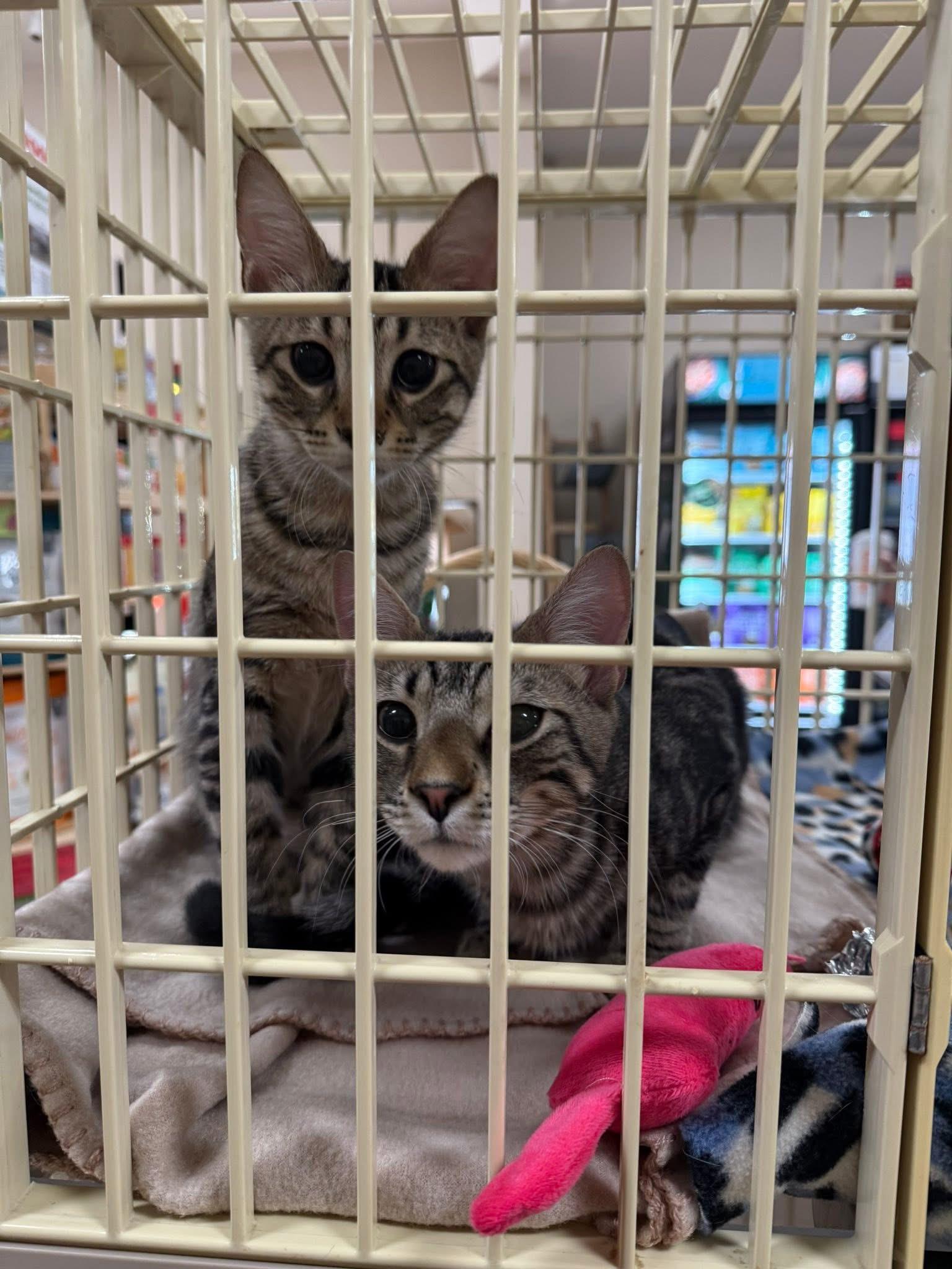 Enlarge Henry, an adopted Domestic Short Hair in Crystal Lake, IL image 2/2