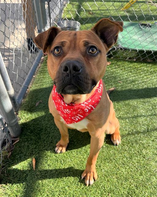 Enlarge MAX, a Adoptable Mixed Breed in Columbia, SC image 1/1