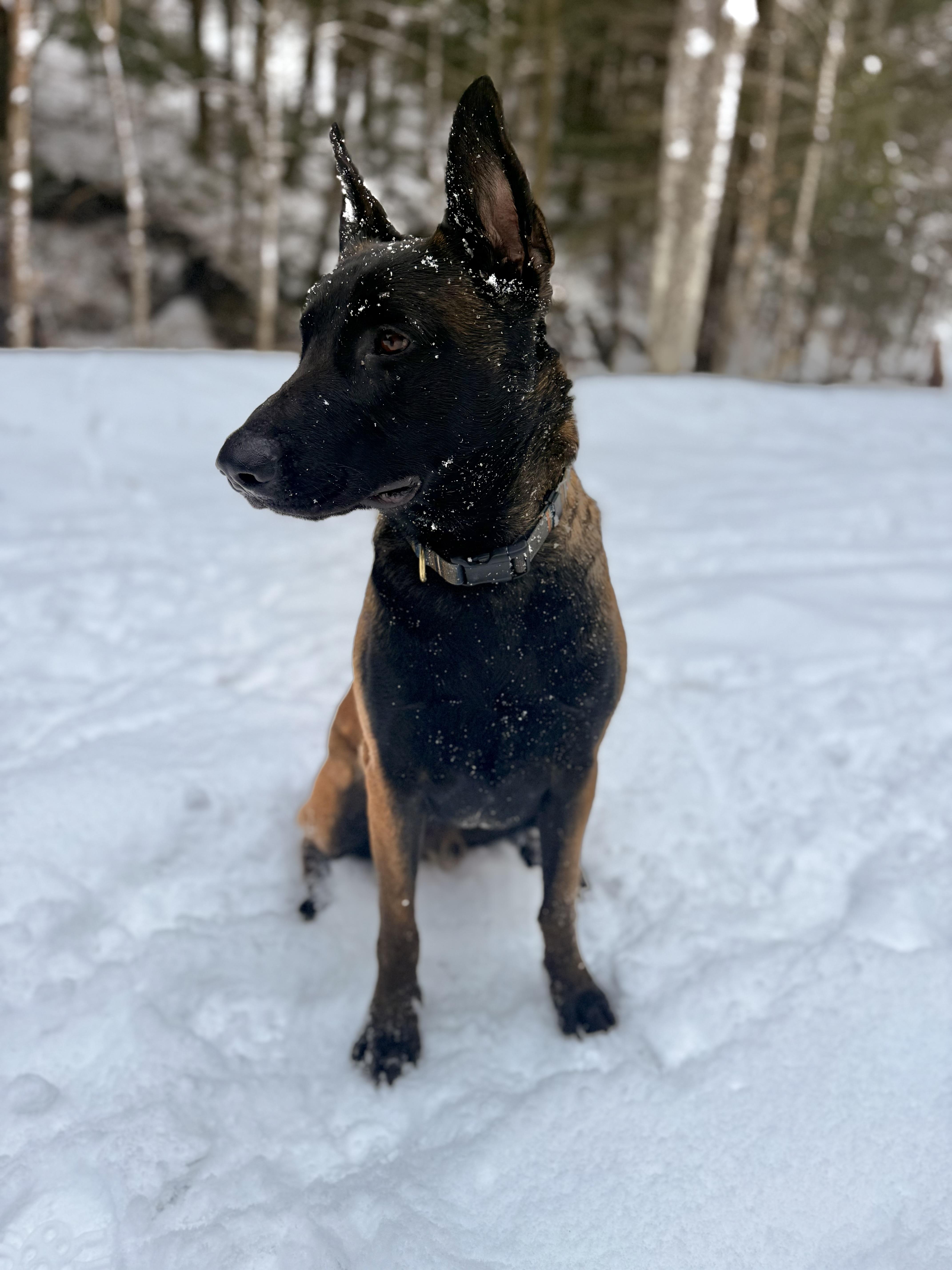 Enlarge Makaio, a ADOPTABLE Belgian Shepherd / Malinois in Milford, NY image 1/5