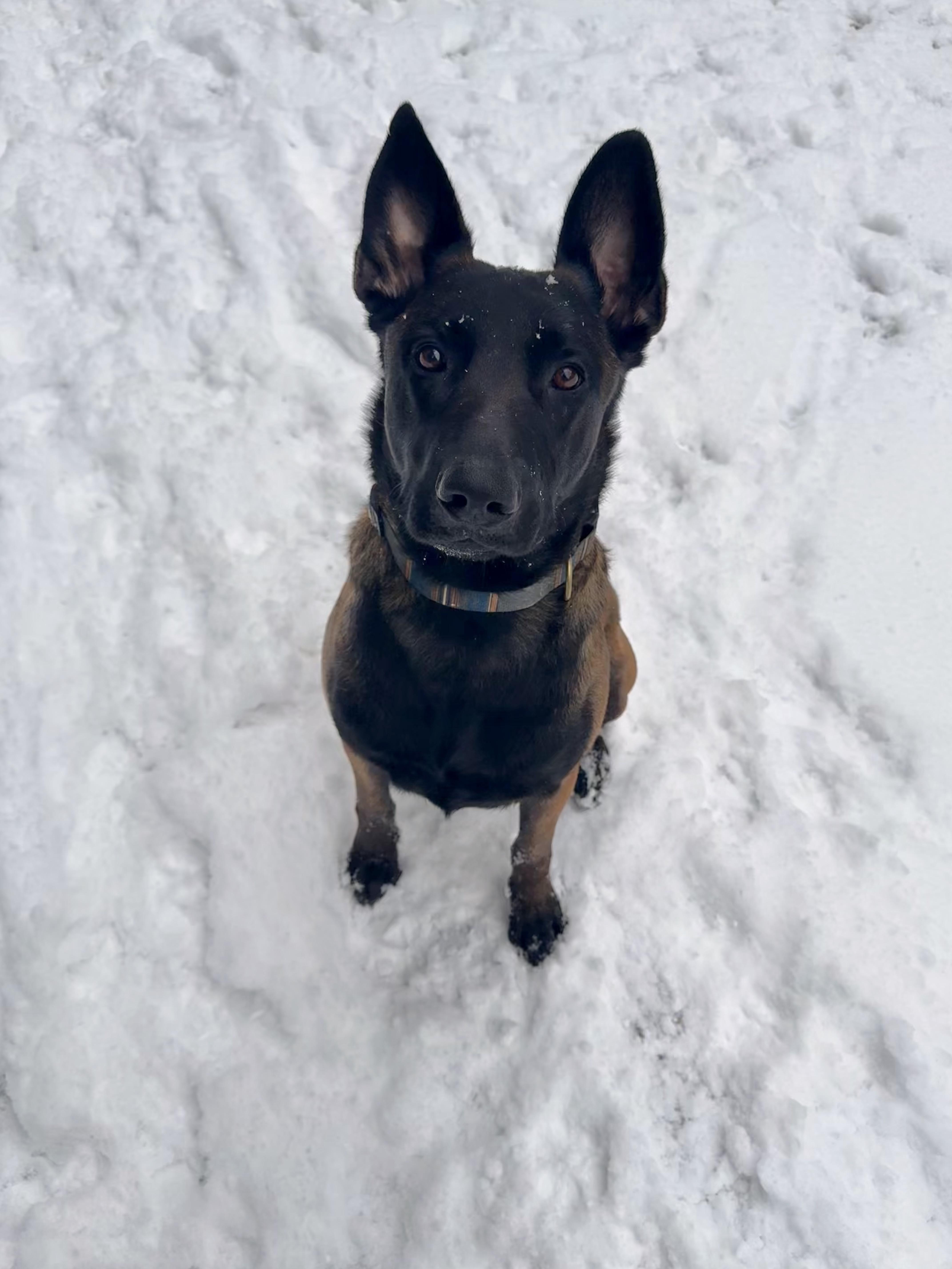 Enlarge Makaio, a ADOPTABLE Belgian Shepherd / Malinois in Milford, NY image 2/5