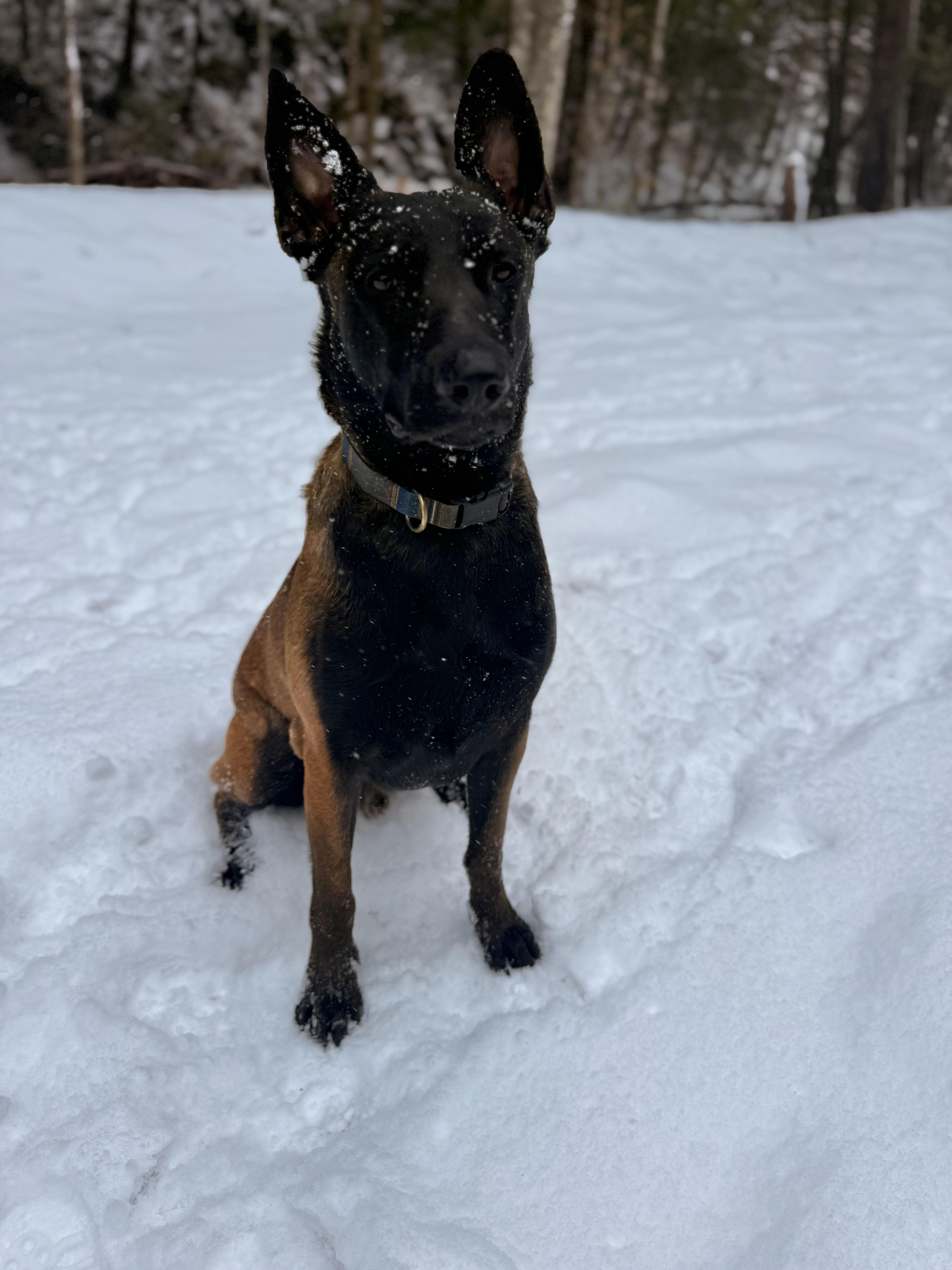Enlarge Makaio, a ADOPTABLE Belgian Shepherd / Malinois in Milford, NY image 3/5
