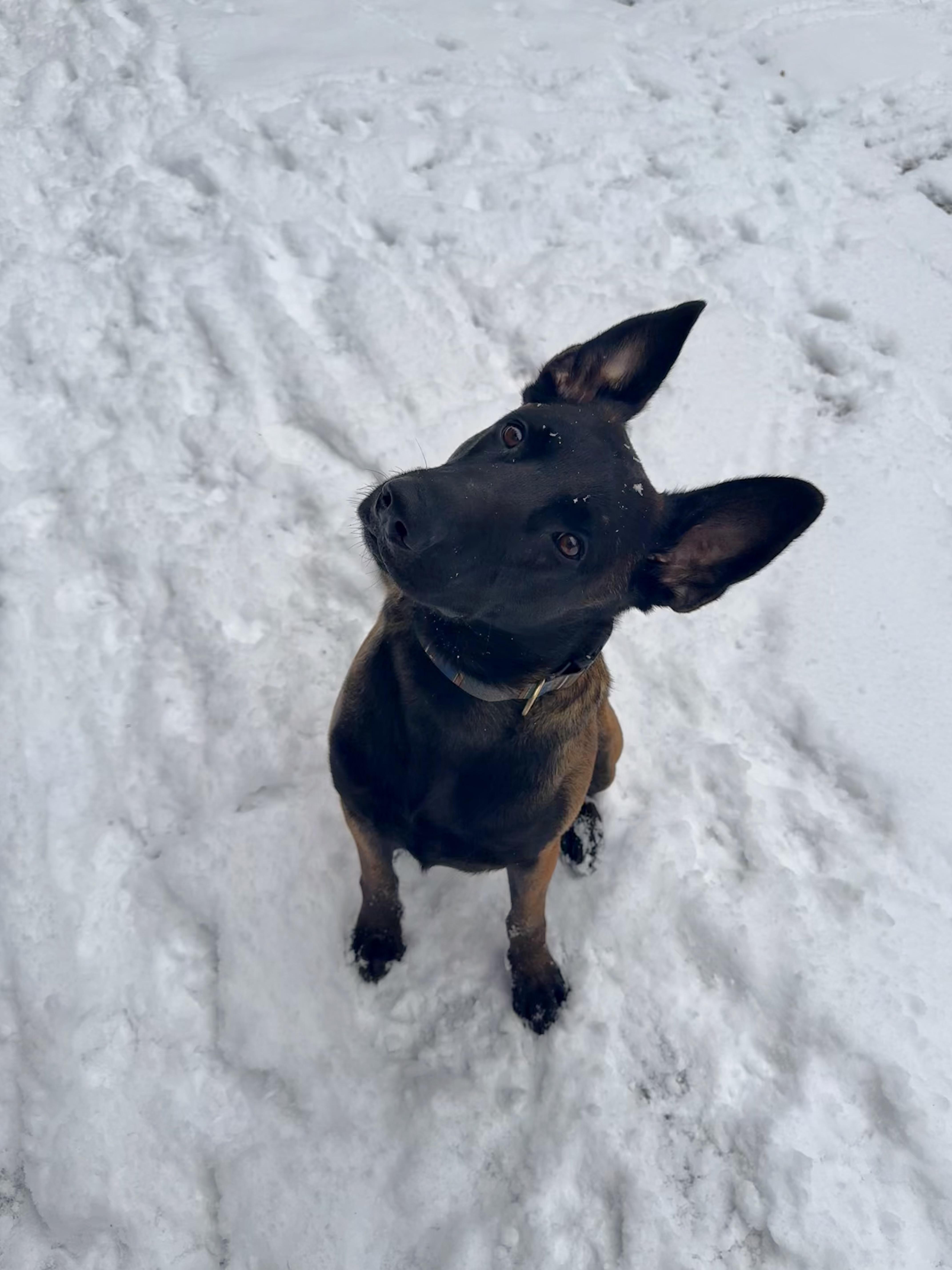 Enlarge Makaio, a ADOPTABLE Belgian Shepherd / Malinois in Milford, NY image 5/5