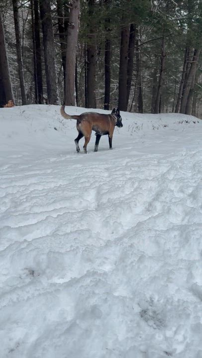 Enlarge Makaio, a ADOPTABLE Belgian Shepherd / Malinois in Milford, NY video 4/5