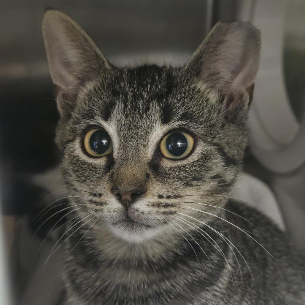 Enlarge Pumpkin, a Adoptable Domestic Short Hair in Nashville, TN image 1/3