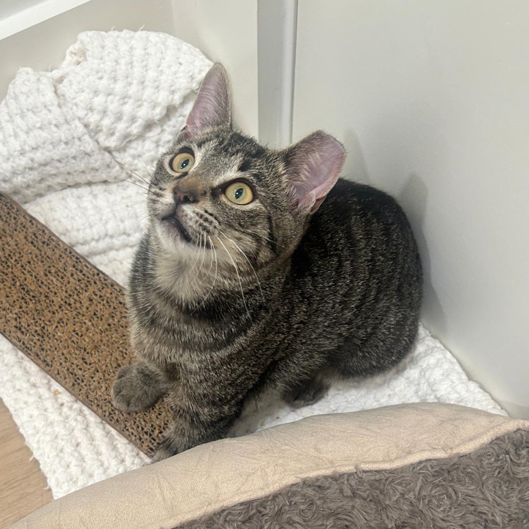 Enlarge Pumpkin, a Adoptable Domestic Short Hair in Nashville, TN image 3/3
