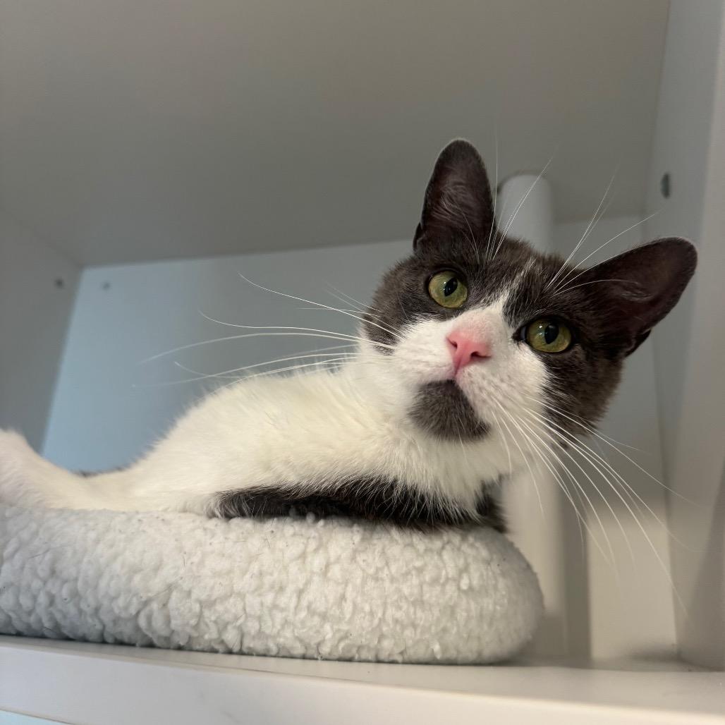Misty, Adoptable, Young Female Domestic Short Hair.