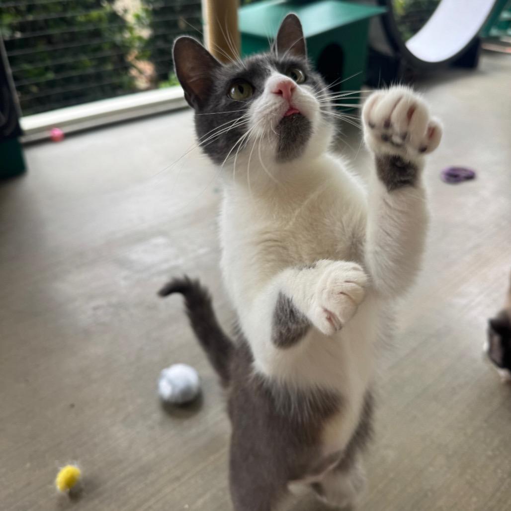 Misty, a Adoptable Domestic Short Hair in Buellton, CA image 2/6