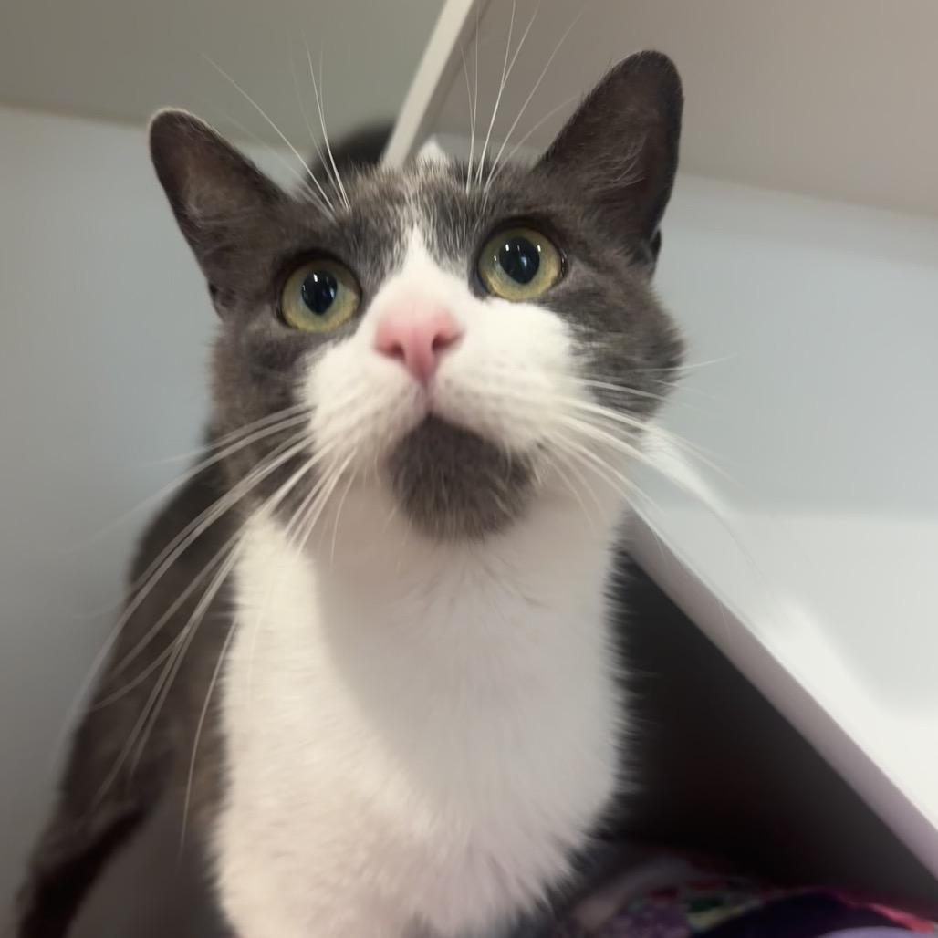 Misty, a Adoptable Domestic Short Hair in Buellton, CA image 3/6