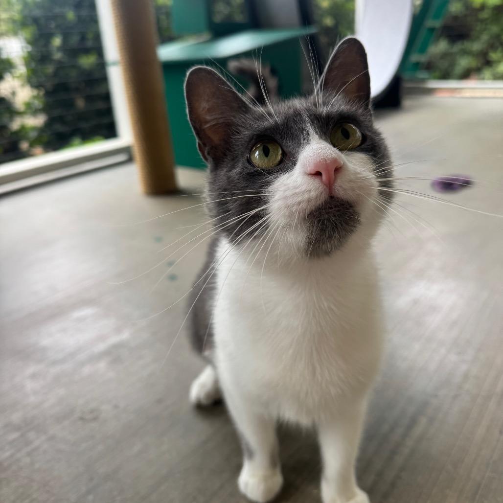 Misty, a Adoptable Domestic Short Hair in Buellton, CA image 4/6
