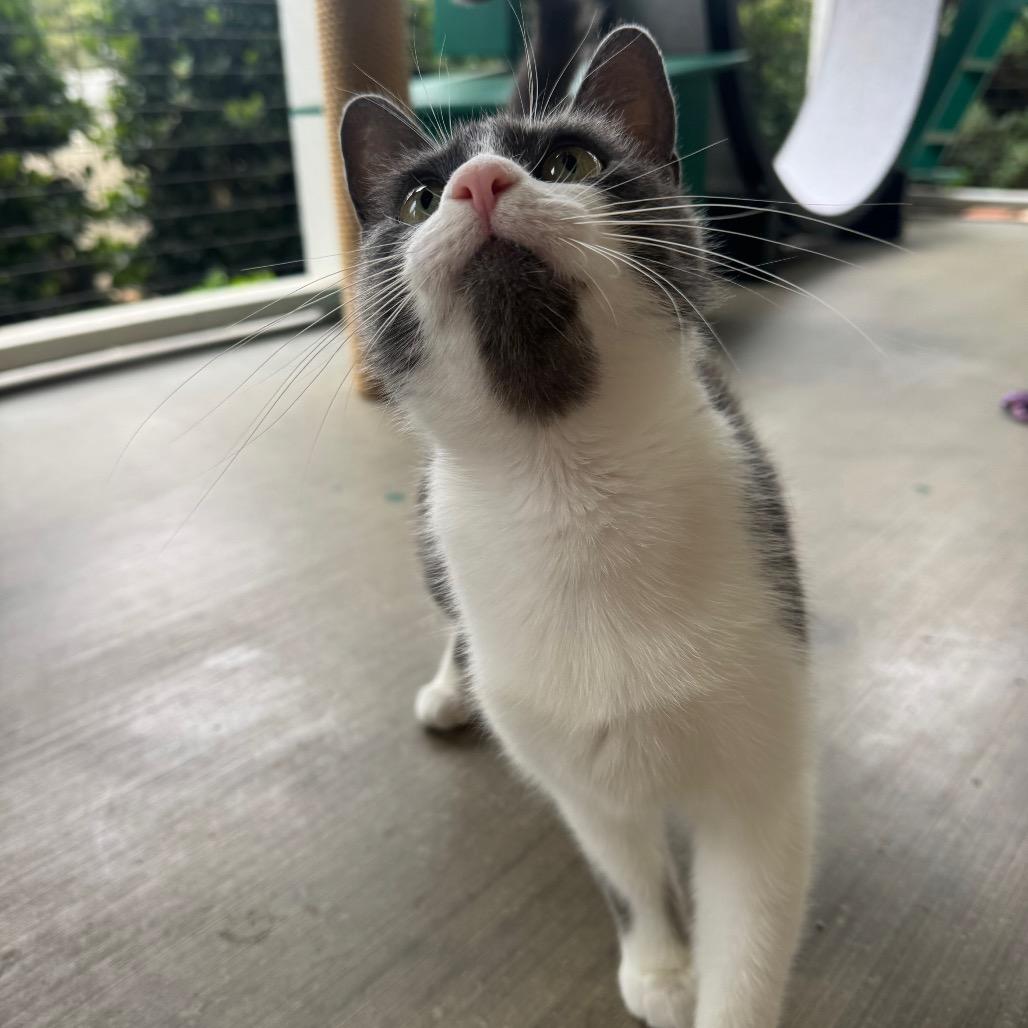 Misty, a Adoptable Domestic Short Hair in Buellton, CA image 5/6
