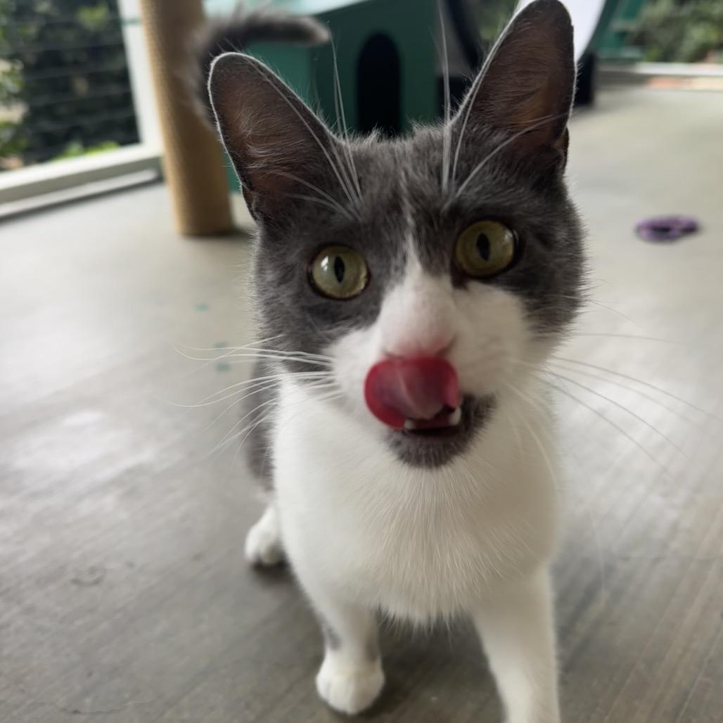 Misty, a Adoptable Domestic Short Hair in Buellton, CA image 6/6