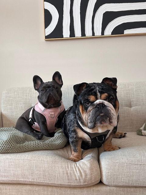 Enlarge Onyx, a Adopted English Bulldog in Buffalo, NY image 1/3