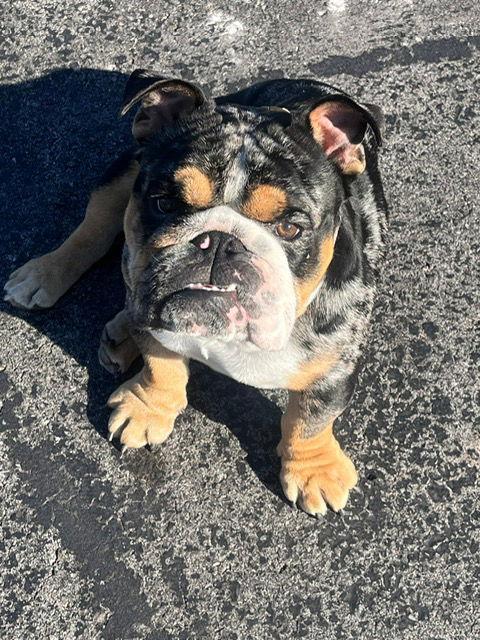 Enlarge Onyx, a Adopted English Bulldog in Buffalo, NY image 2/3