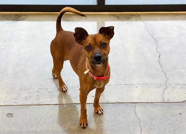 Enlarge MOLLY, a Adoptable mixed breed in Santa Clara, CA image 1/1