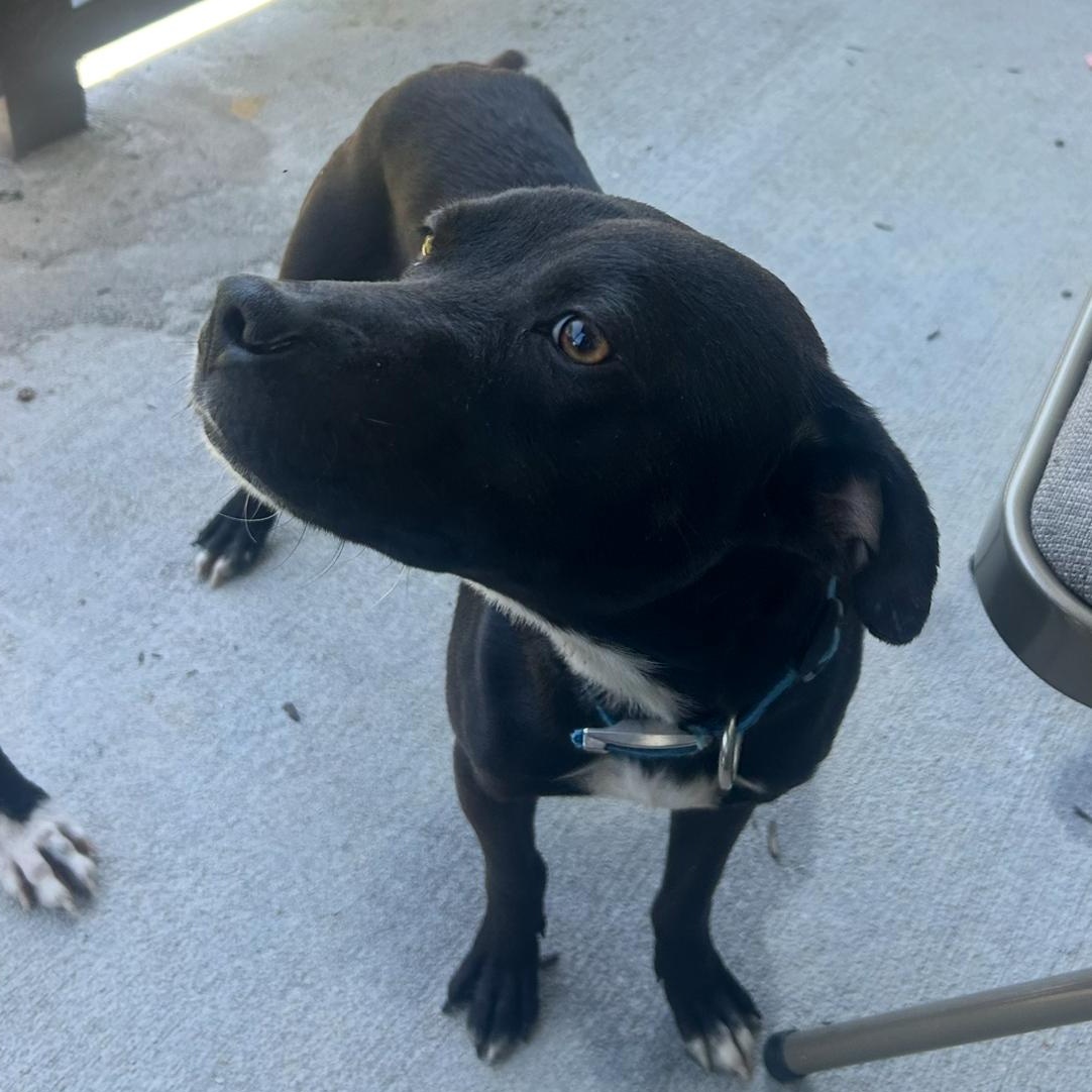 Midnight (Courtesy Post), a ADOPTABLE mixed breed in Statesboro, GA image 3/5