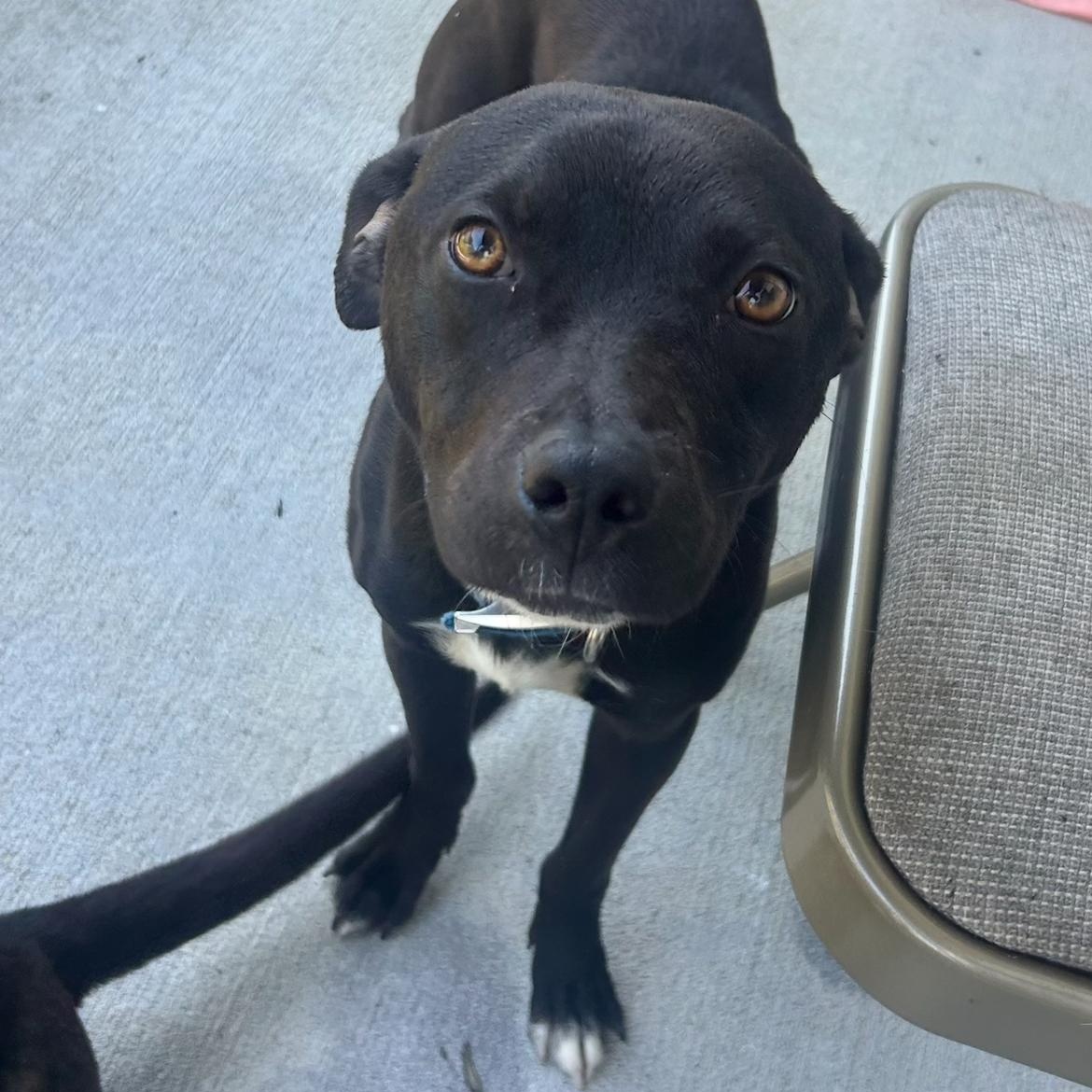 Midnight (Courtesy Post), ADOPTABLE, Young Male Mixed Breed.