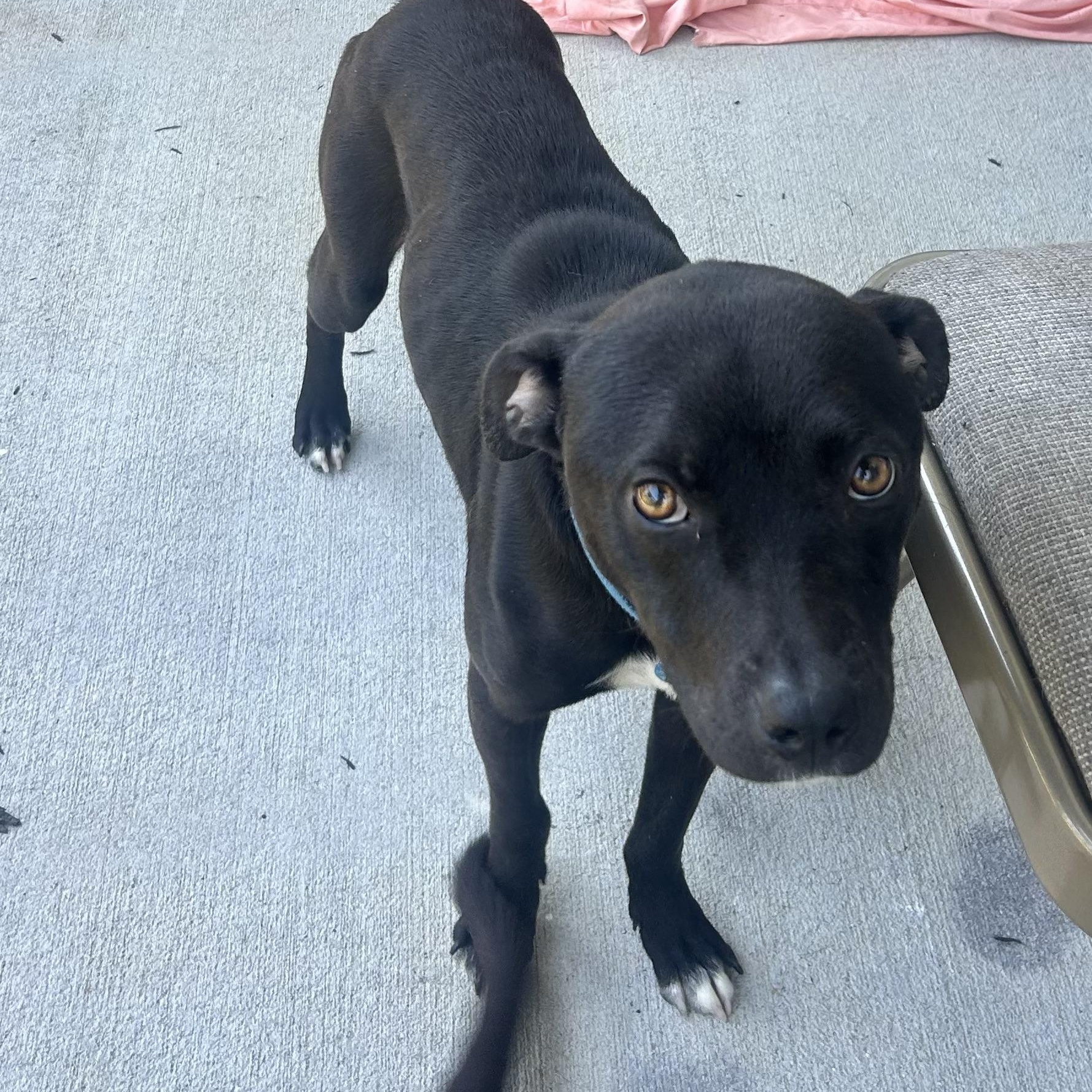 Midnight (Courtesy Post), a ADOPTABLE mixed breed in Statesboro, GA image 2/5