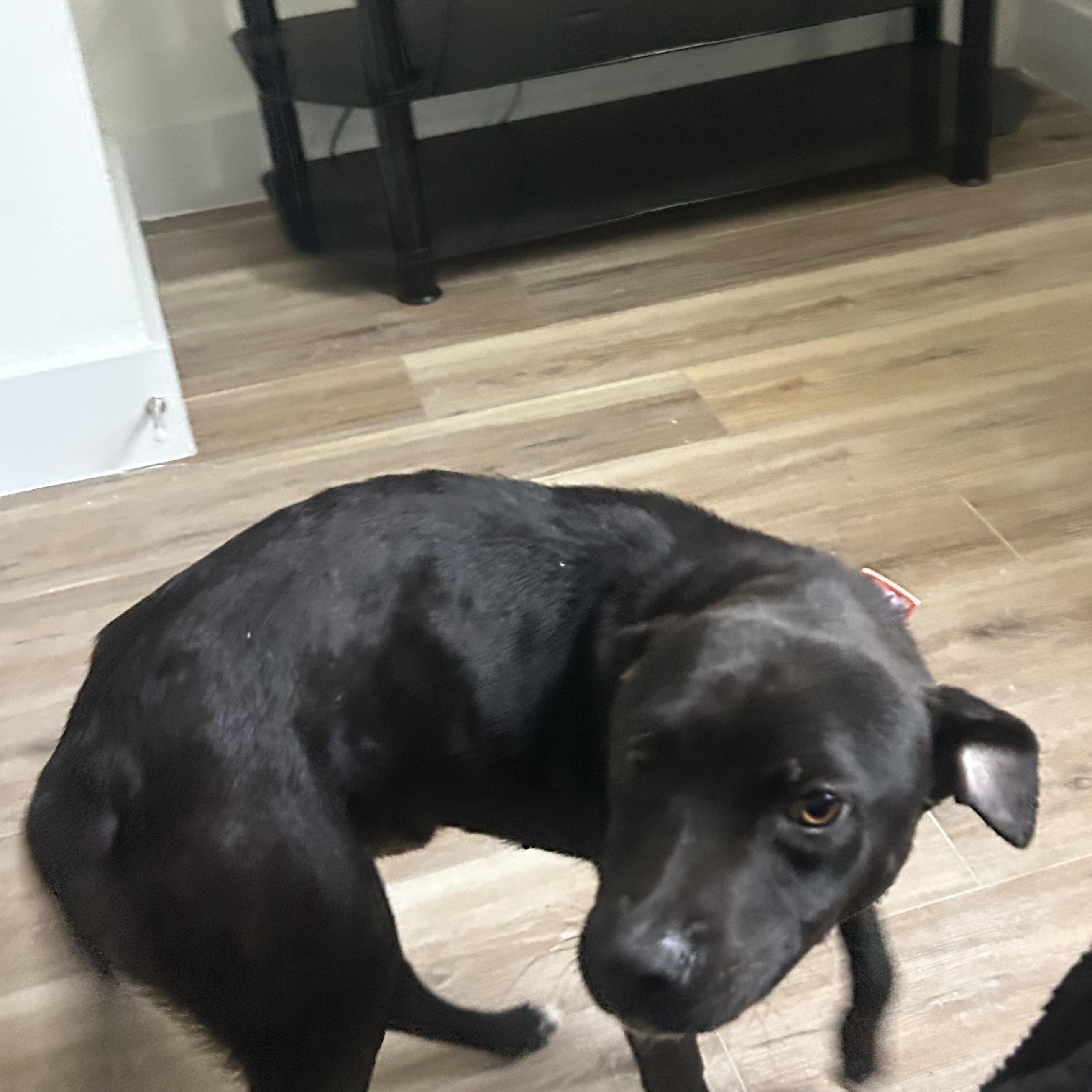 Midnight (Courtesy Post), a ADOPTABLE mixed breed in Statesboro, GA image 5/5