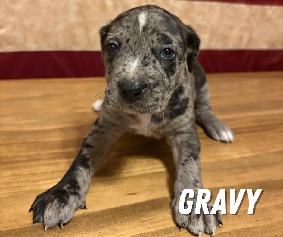 Gravy, ADOPTABLE, Puppy Male Mixed Breed.
