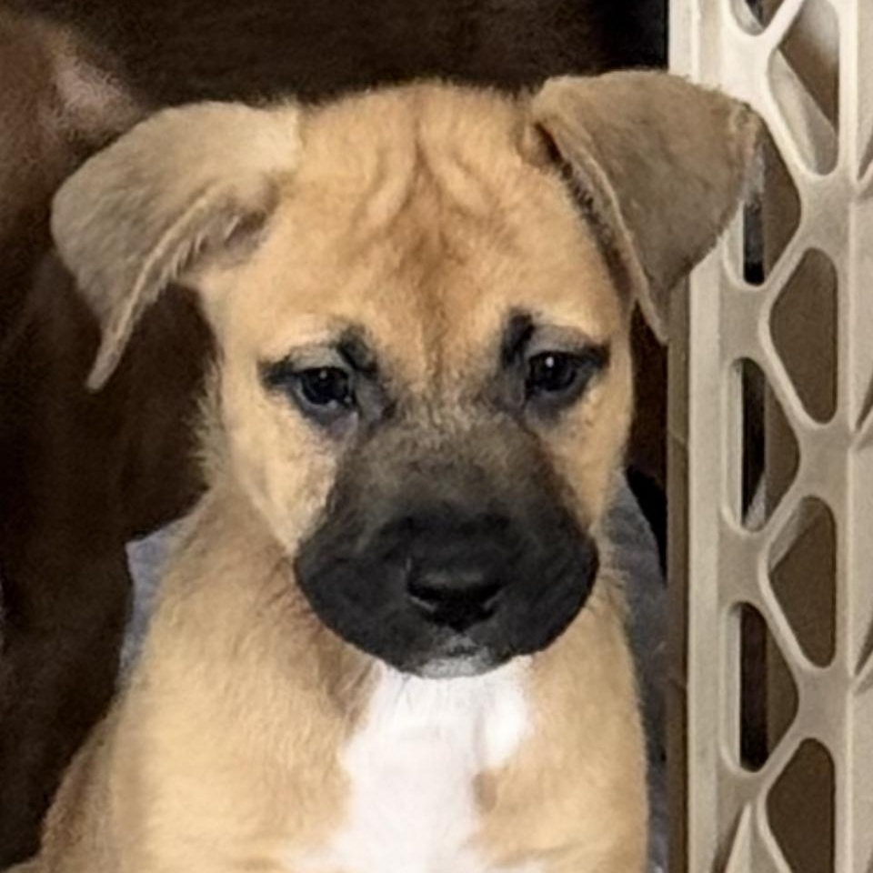 Hershey, Baby Male Shepherd
