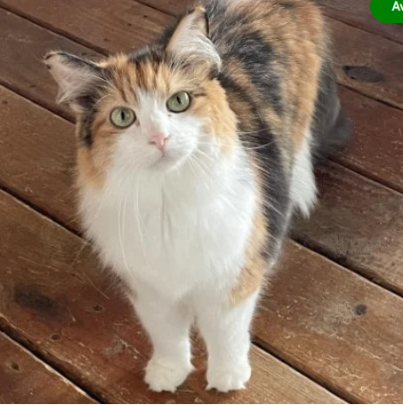 Enlarge Willow, a Adopted mixed breed in Anderson , SC image 1/4