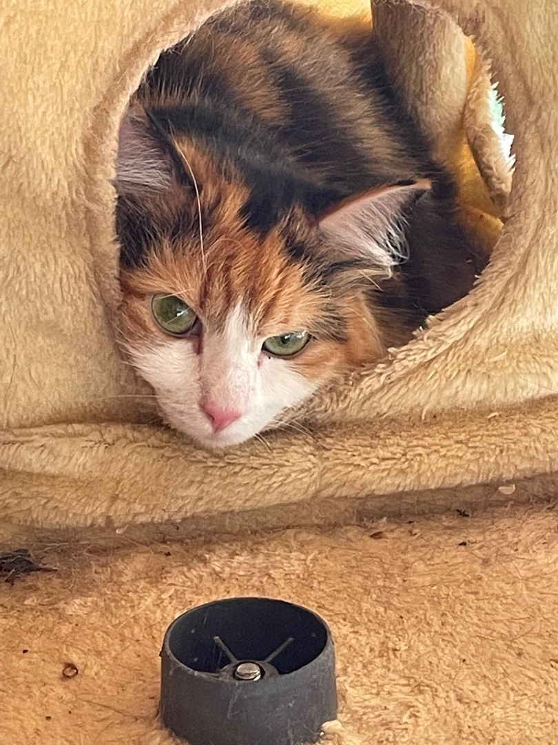 Enlarge Willow, a Adopted mixed breed in Anderson , SC image 2/4