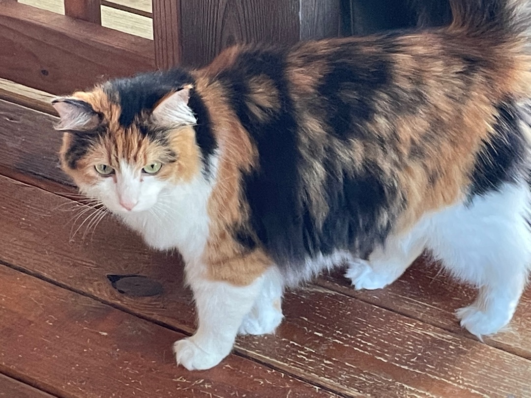 Enlarge Willow, a Adopted mixed breed in Anderson , SC image 4/4