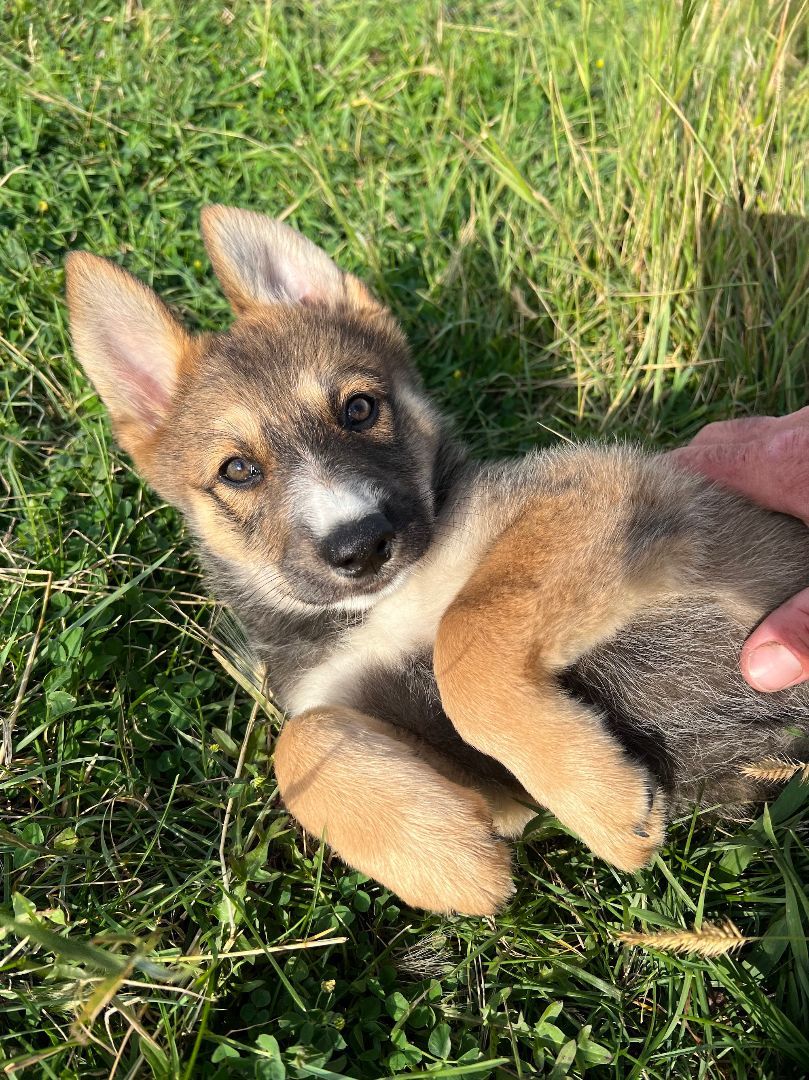 Eenie Meenie Minie, Adopted, Puppy Female Shepherd.