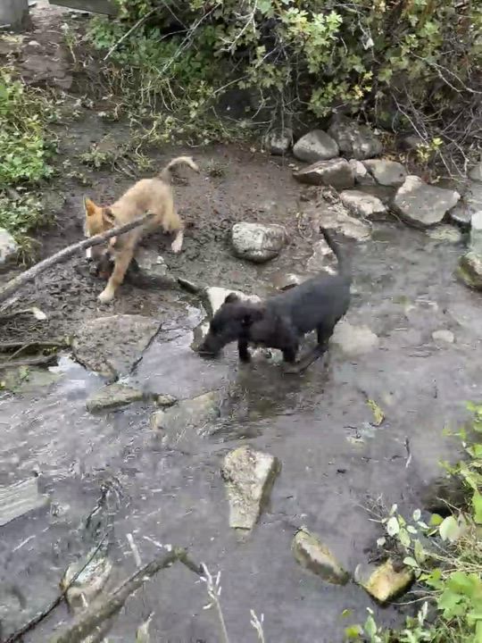 Enlarge Eenie Meenie Minie, a Adopted mixed breed in Wilsall, MT video 3/4