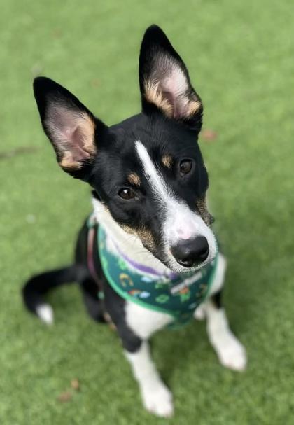 Enlarge Penny, a Adoptable mixed breed in Munster, IN image 1/3