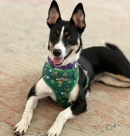 Enlarge Penny, a Adoptable mixed breed in Munster, IN image 2/3