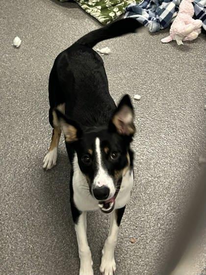 Enlarge Penny, a Adoptable mixed breed in Munster, IN image 3/3