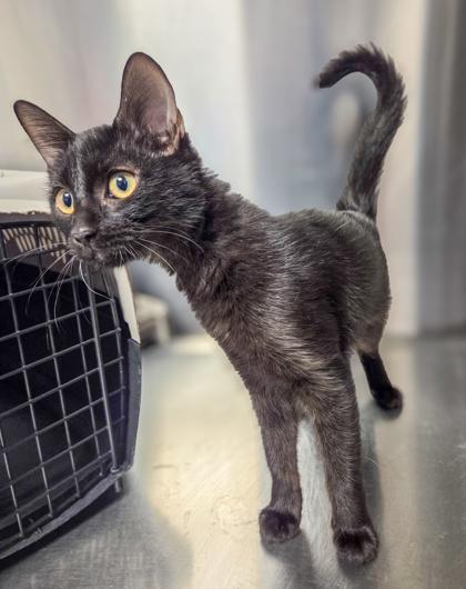 Isabel, Adoptable, Kitten Female Domestic Medium Hair & Domestic Short Hair.