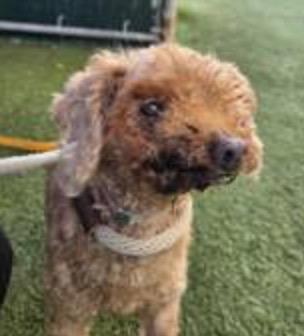 Enlarge Grenadine, a Adopted Miniature Poodle in Wingdale, NY image 2/2